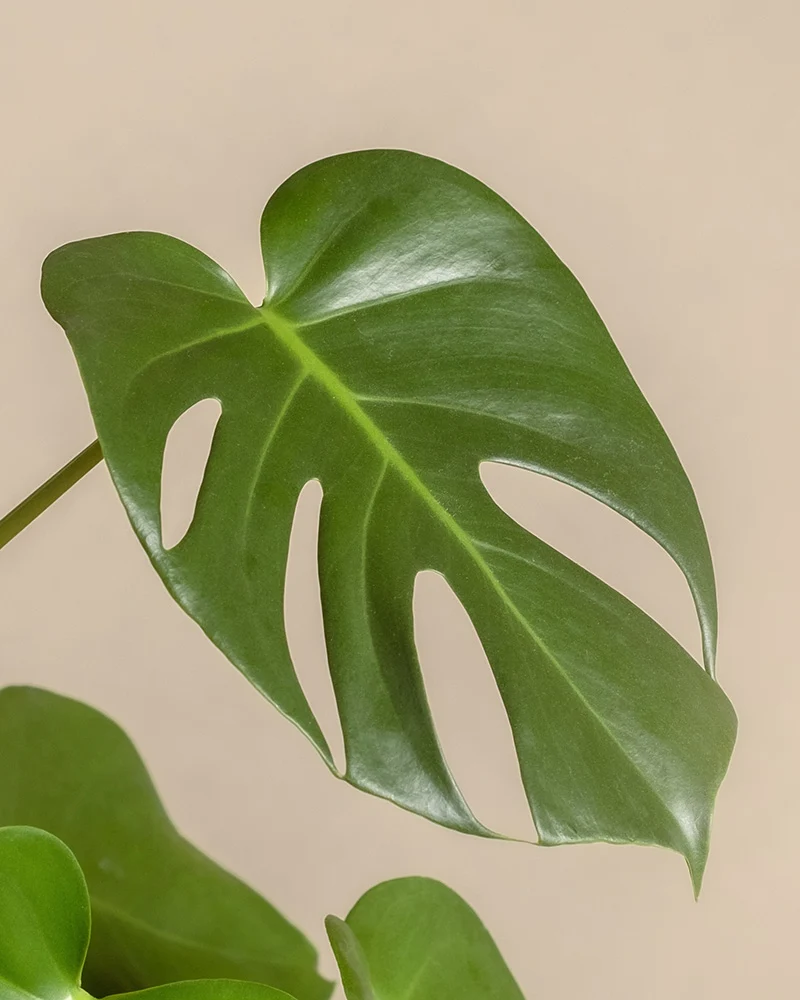 Große Monstera