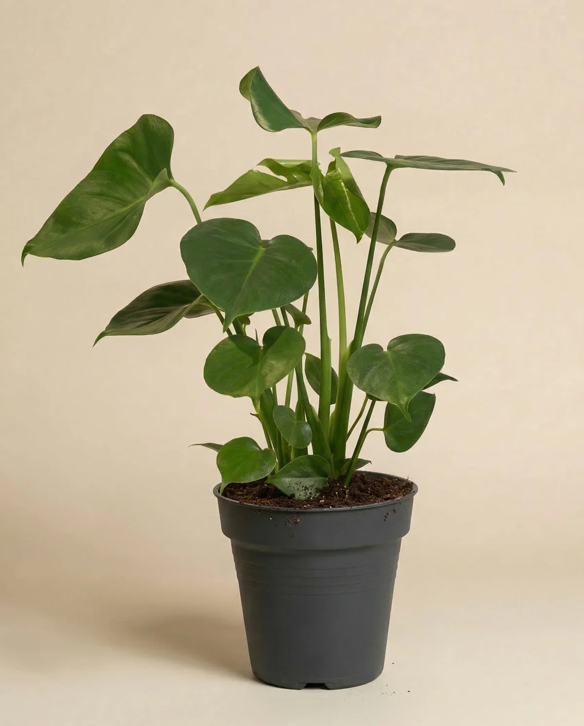 Große Monstera