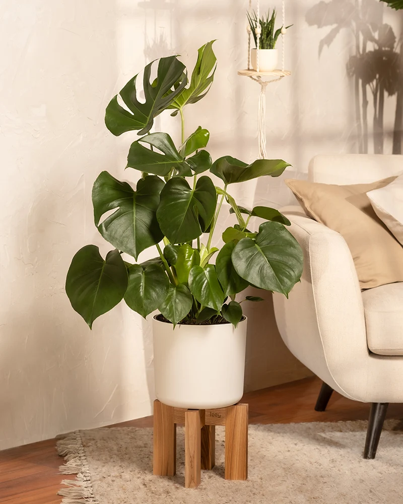 Große Monstera