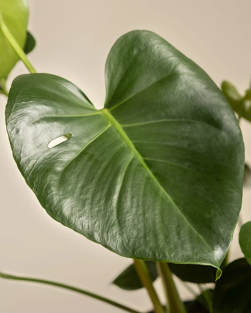 Große Monstera