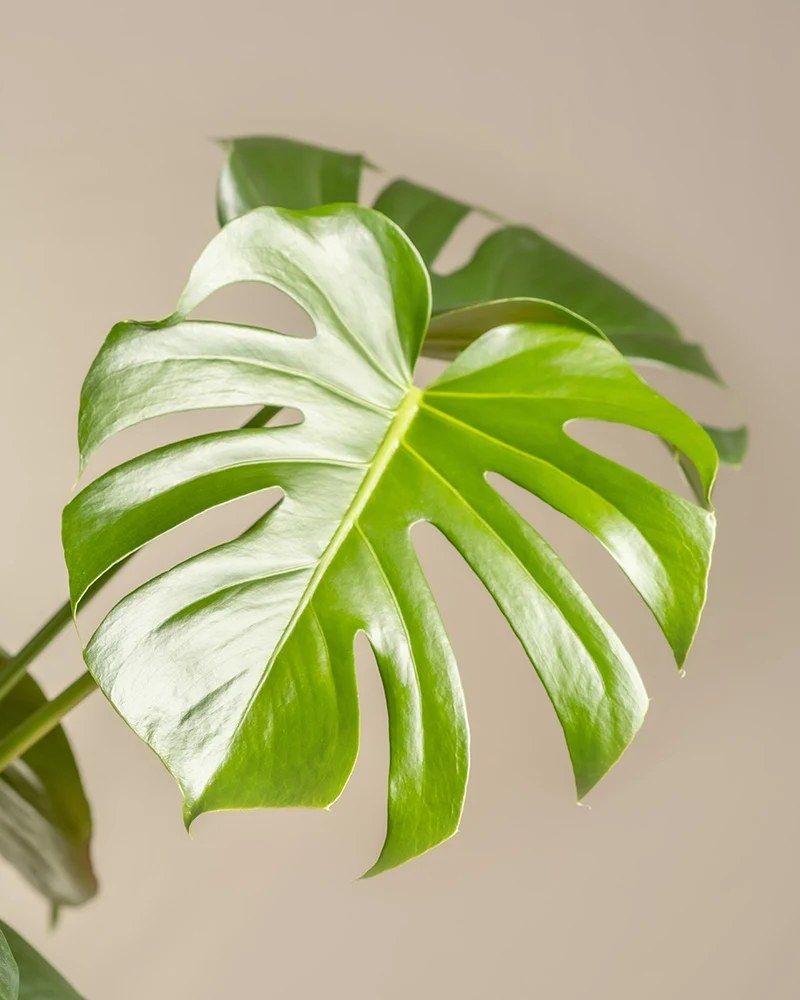 Große Monstera